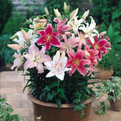 Lilium Dwarf Oriental Mixed