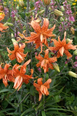 Lilium Flore Pleno 14-16cm Tiger Lily -Plant Flower Store Lilium Flore Pleno 14 16cm 0003396 2 63853.1638267044