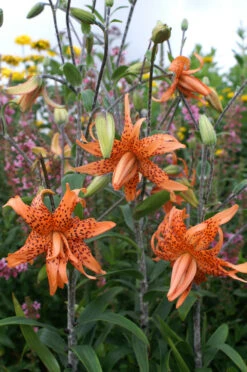 Lilium Flore Pleno 14-16cm Tiger Lily -Plant Flower Store Lilium Flore Pleno 14 16cm 0003396 4 48189.1623343509