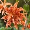 Lilium Flore Pleno 14-16cm Tiger Lily -Plant Flower Store Lilium Flore Pleno 14 16cm 0003396 5 36294.1638267044