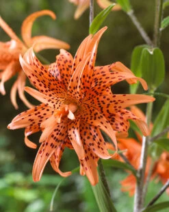 Lilium Flore Pleno 14-16cm Tiger Lily