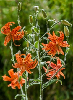 Lilium Flore Pleno 14-16cm Tiger Lily -Plant Flower Store Lilium Flore Pleno 14 16cm 0003396 31243.1638267044