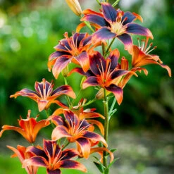 Lilium Forever Susan -Plant Flower Store Lilium Forever Susan 0009998 2 48560.1680080014
