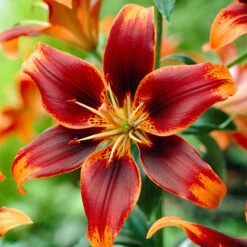 Lilium Forever Susan -Plant Flower Store Lilium Forever Susan 0009998 3 93896.1680080014