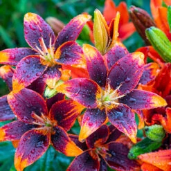 Lilium Forever Susan