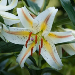 Lilium Garden Party Lily 9 Lilium Garden Party Lily -Plant Flower Store Lilium Garden Party 0007168 2 81157.1627549554