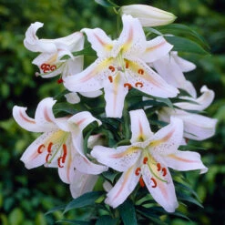 Lilium Garden Party Lily 10 Lilium Garden Party Lily -Plant Flower Store Lilium Garden Party 0007168 3 75114.1627549554