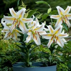 Lilium Garden Party Lily 13 Lilium Garden Party Lily -Plant Flower Store Lilium Garden Party 0007168 4 99355.1627549554