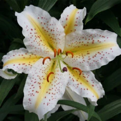 Lilium Garden Party Lily 12 Lilium Garden Party Lily -Plant Flower Store Lilium Garden Party 0007168 5 72031.1627549554