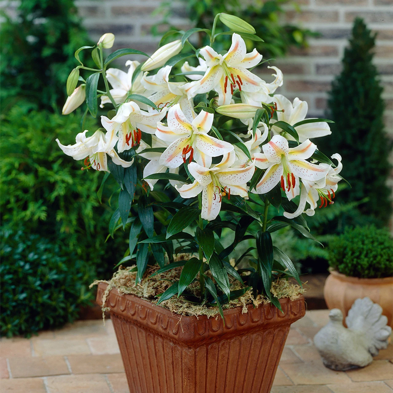 Lilium Garden Party Lily 6 Lilium Garden Party Lily - Image 4