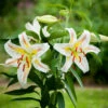 Lilium Garden Party Lily 2 Lilium Garden Party Lily -Plant Flower Store Lilium Garden Party 0007168 74406.1627549554