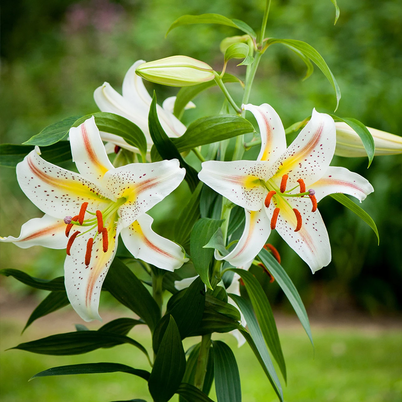 Lilium Garden Party Lily 3 Lilium Garden Party Lily