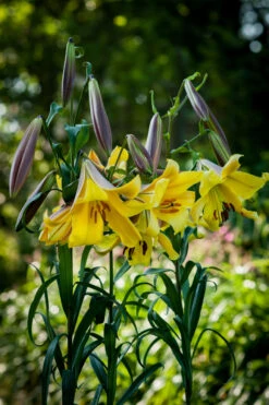 Lilium Golden Splendour 18-20cm Lily 12 Lilium Golden Splendour 18-20cm Lily -Plant Flower Store Lilium Golden Splendour 0001284 32190.1661508152