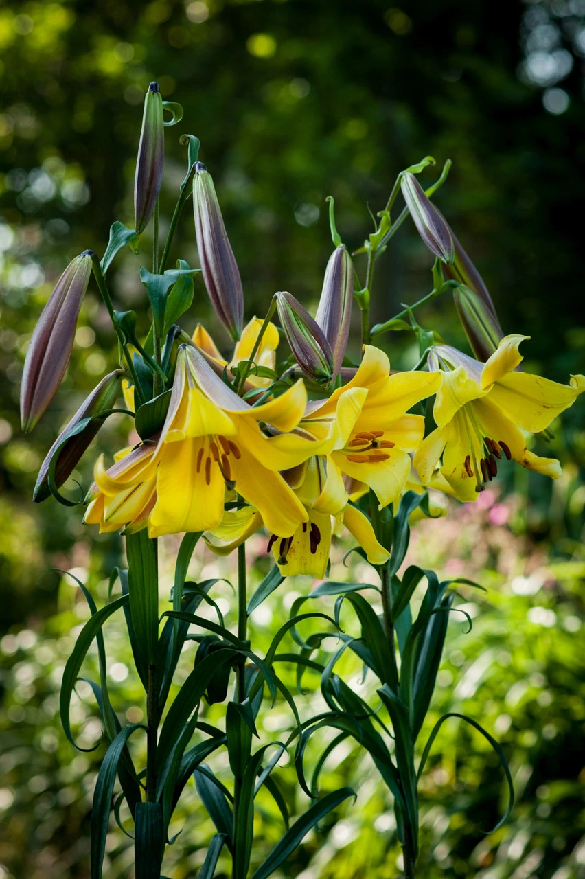 Lilium Golden Splendour 18-20cm Lily 7 Lilium Golden Splendour 18-20cm Lily - Image 5