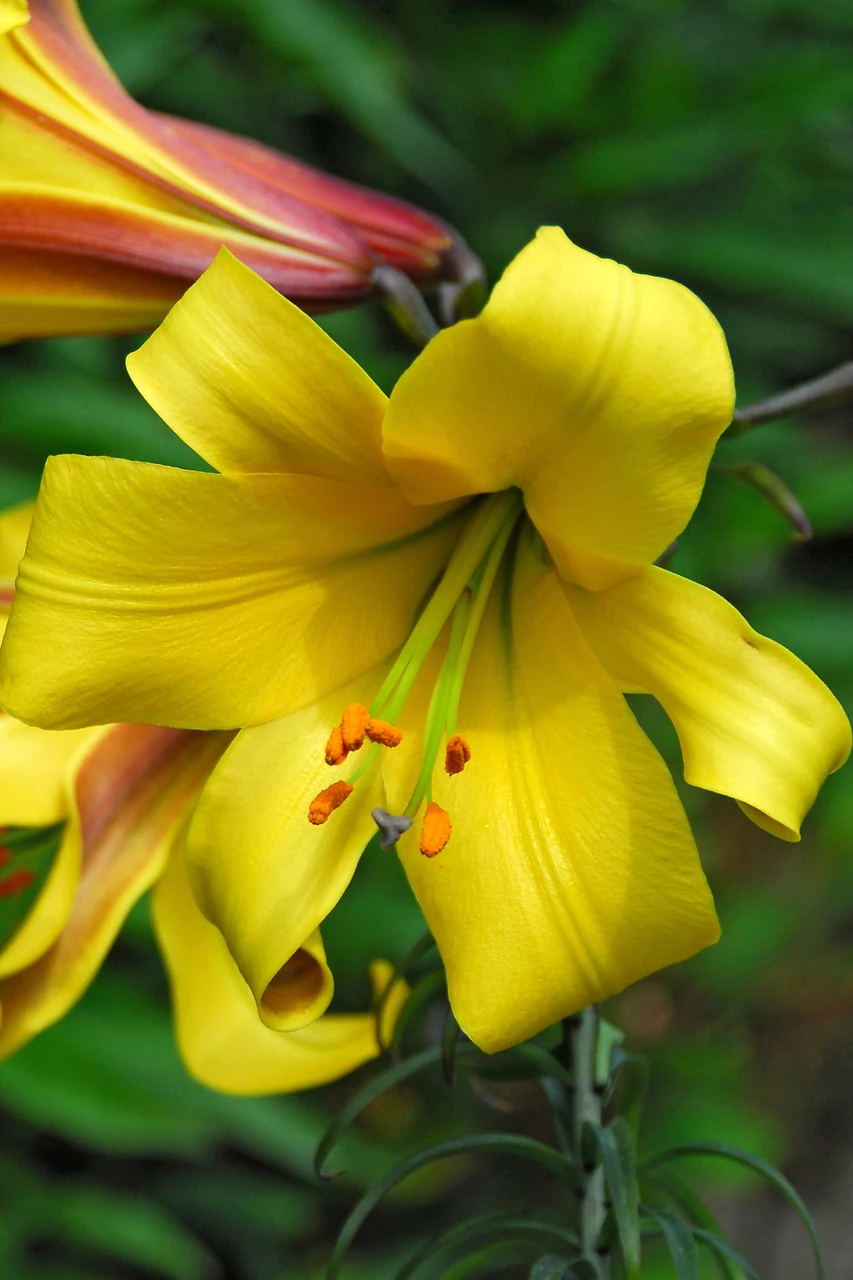Lilium Golden Splendour 18-20cm Lily 4 Lilium Golden Splendour 18-20cm Lily - Image 2