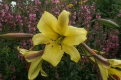 Lilium Golden Splendour 18-20cm Lily 11 Lilium Golden Splendour 18-20cm Lily -Plant Flower Store Lilium Golden Splendour 18 20cm 0001284 4 03242.1661508152
