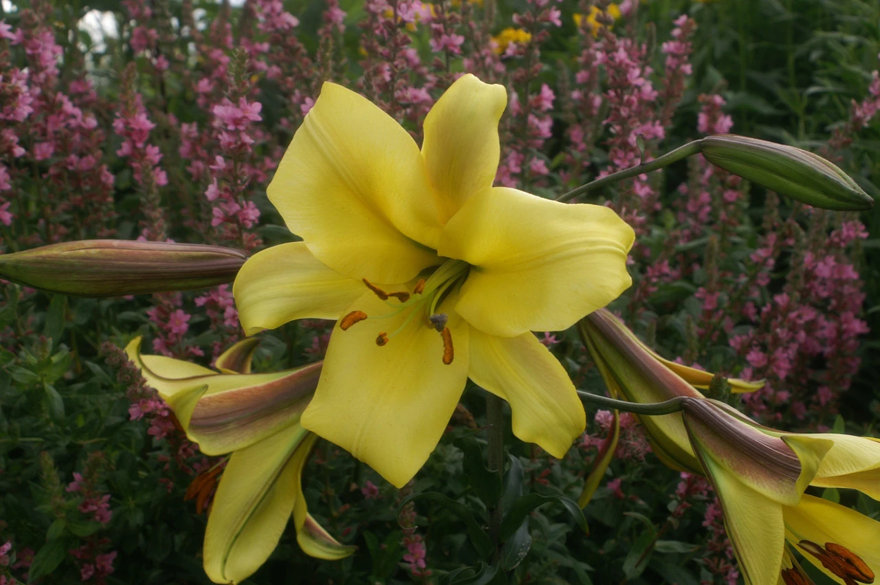 Lilium Golden Splendour 18-20cm Lily 6 Lilium Golden Splendour 18-20cm Lily - Image 4