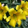 Lilium Golden Splendour 18-20cm Lily -Plant Flower Store Lilium Golden Splendour 18 20cm 0001284 7 15226.1661508152
