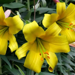 Lilium Golden Splendour 18-20cm Lily