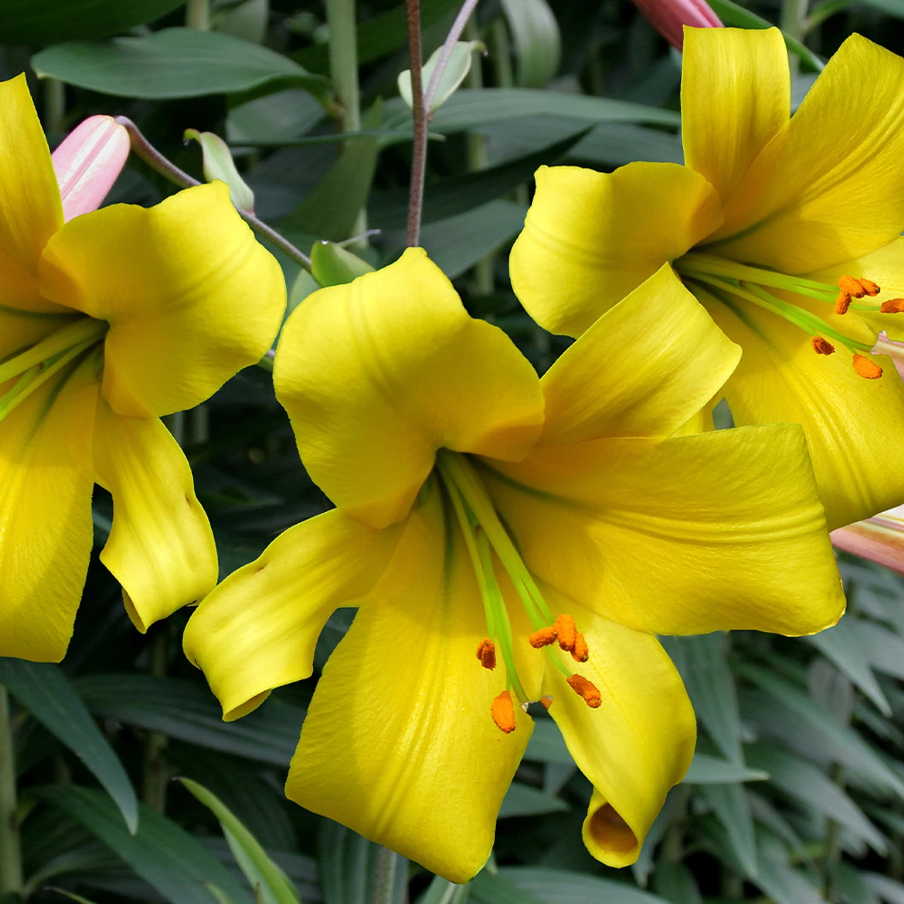 Lilium Golden Splendour 18-20cm Lily 3 Lilium Golden Splendour 18-20cm Lily