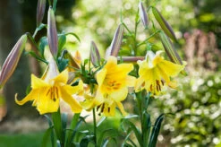 Lilium Golden Splendour 18-20cm Lily 10 Lilium Golden Splendour 18-20cm Lily -Plant Flower Store Lilium Golden Splendour 18 20cm 0001284 01981.1661508152