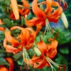 Lilium Henryi -Plant Flower Store Lilium Henryi 0001272 96814.1623344236