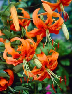 Lilium Henryi