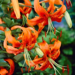 Lilium Henryi 14-16cm Tiger Lily -Plant Flower Store Lilium Henryii 0011515 2 94886.1625065513