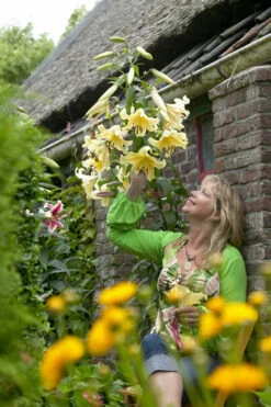 Lilium Honeymoon Lily