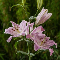 Lilium Josephine 16/18cm -Plant Flower Store Lilium Josephine 0014879 2 90579.1688050445