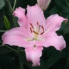 Lilium Josephine 16/18cm -Plant Flower Store Lilium Josephine 0014879 60803.1688050444