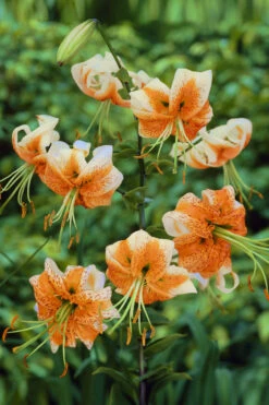 Lilium Lady Alice -Plant Flower Store Lilium Lady Alice 0003400 02761.1638267516