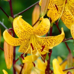 Lily Leichtlinii Tiger Lily 6 Lily Leichtlinii Tiger Lily -Plant Flower Store Lilium Leichtlinii 0010805 2 78784.1625064233