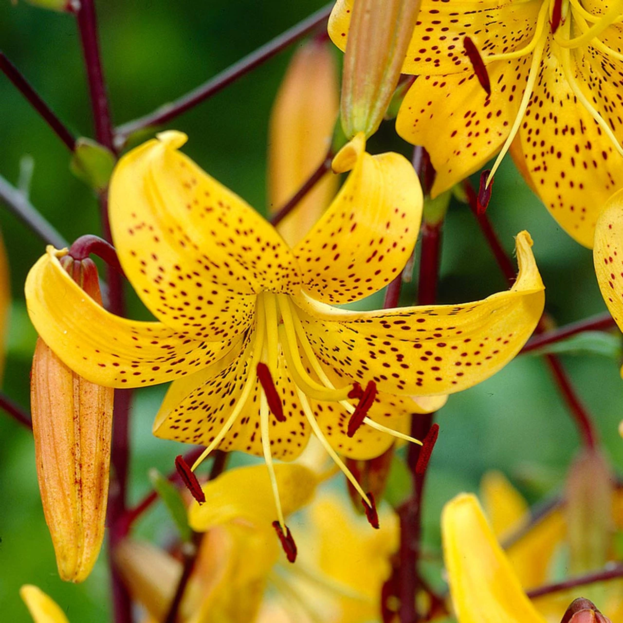 Lily Leichtlinii Tiger Lily 4 Lily Leichtlinii Tiger Lily - Image 2