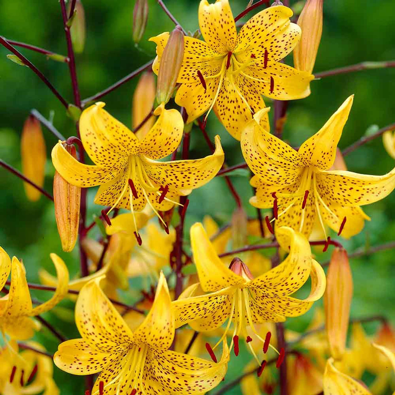 Lily Leichtlinii Tiger Lily 3 Lily Leichtlinii Tiger Lily
