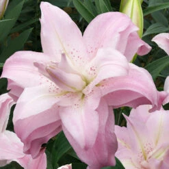 Lilium Lotus Collection Lily -Plant Flower Store Lilium Lotus Collection 1022148 2 51965.1641480533