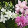 Lilium Lotus Collection Lily -Plant Flower Store Lilium Lotus Collection 1022148 73032.1641480533