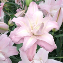 Lilium Lotus Queen 14-16cm Lily -Plant Flower Store Lilium Lotus Queen 14 16cm 0011513 2 42840.1641975143