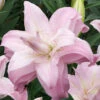 Lilium Lotus Queen 14-16cm Lily -Plant Flower Store Lilium Lotus Queen 14 16cm 0011513 49100.1641975143