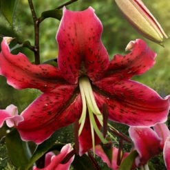 Lilium Miss Feya Lily
