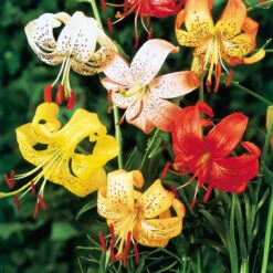 Tiger Lilies Mixed Tiger Lily -Plant Flower Store Lilium Mixed Tiger Lilies 0009994 2 78630.1679907867