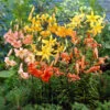 Tiger Lilies Mixed Tiger Lily -Plant Flower Store Lilium Mixed Tiger Lilies 0009994 4 51630.1679907869