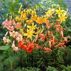 Tiger Lilies Mixed Tiger Lily