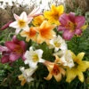 Lilium Mixed Trumpet Lily