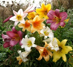 Lilium Mixed Trumpet Lily