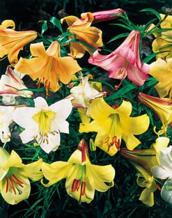 Lilium Mixed Trumpet Lily -Plant Flower Store Lilium Mixed Trumpet 0004078 3 08921.1629813282