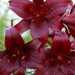 Lily Night Flyer Tiger Lily -Plant Flower Store Lilium Night Flyer 0010806 2 74192.1625064528