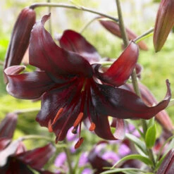 Lily Night Flyer Tiger Lily