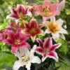 Lilium Mixed Goliath OT Chicago 16/18cm Lily -Plant Flower Store Lilium OT Goliath Mixed 0001252 11914.1623343319