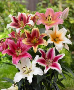 Lilium Mixed Goliath OT Chicago 16/18cm Lily
